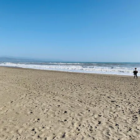 Palmeras *